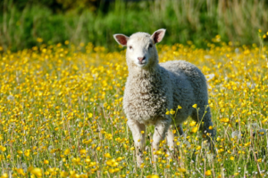 sheep in field