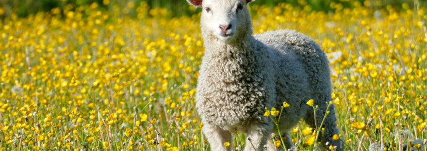 sheep in field