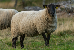 sheep with black face