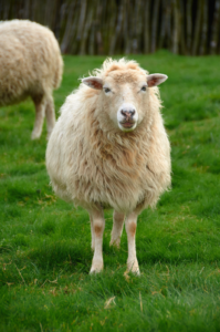 cute sheep