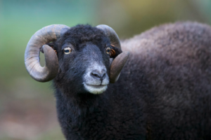 brown sheep with horns