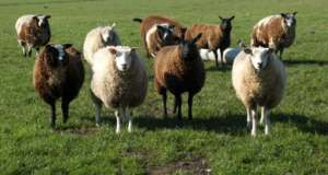 Lots of sheep in different colors